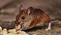 24 Hour & Emergency Exterminators in Port Tobacco, MD